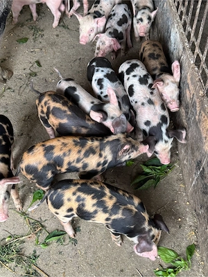 vand porci in 2 saptamni sunt disponibili - imagine 5