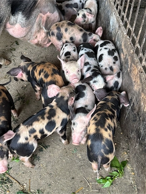 vand porci in 2 saptamni sunt disponibili - imagine 3