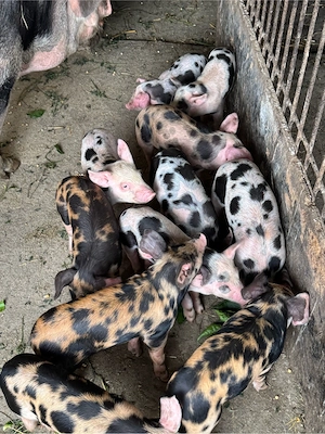 vand porci in 2 saptamni sunt disponibili - imagine 2