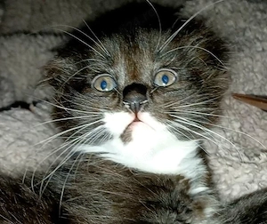 Azorrr, catel Scottish bicolor, isi cauta ,,stapanul,, - imagine 5