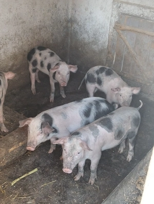 Purcei de 10 săptămâni ,pietrean