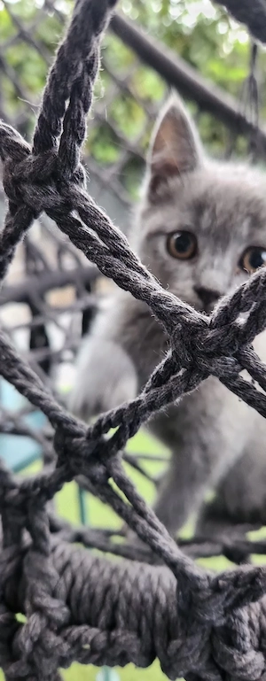 Pui  Metiș-British Shorthair - imagine 3