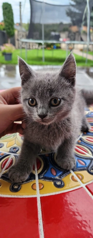 Pui  Metiș-British Shorthair - imagine 2