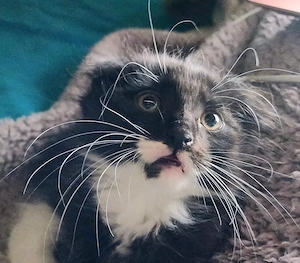 Azorrr, catel Scottish bicolor, isi cauta ,,stapanul,, - imagine 4