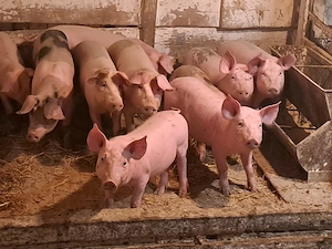 Vând purcei si porci mari