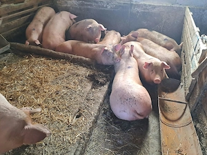 Vând porci mari rasă de carne si rasa mixtă - imagine 2