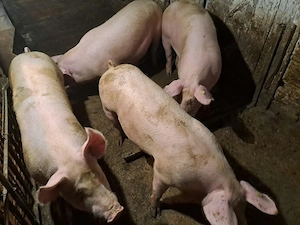 Vând porci mari rasă de carne si rasa mixtă