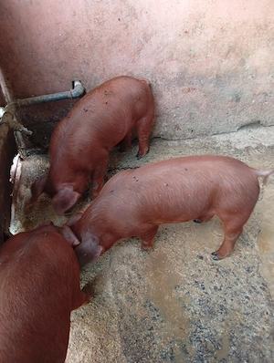 Purcei rasă DUROC PUR.