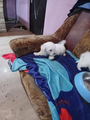 cățelușe bichon maltez 