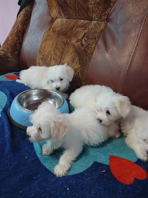 cățelușe bichon maltez  - imagine 2