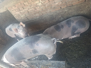 Vand porci de carne - imagine 2