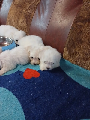 Cățelușe bichon maltez 