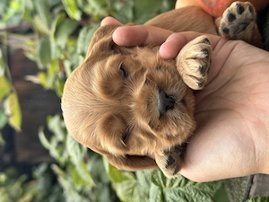 Puiuți Cocker Spaniel  - imagine 3