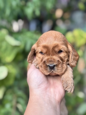 Puiuți Cocker Spaniel  - imagine 2