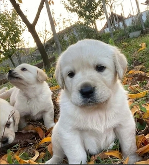Labrador Retriver 