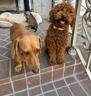 Doxiepoo (mama Teckel și tatăl Poodle mini) de vânzare  - imagine 5