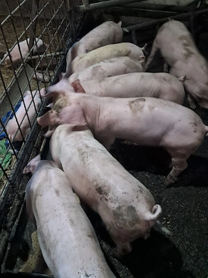Purcei landrace si pietrain de vanzare - imagine 4