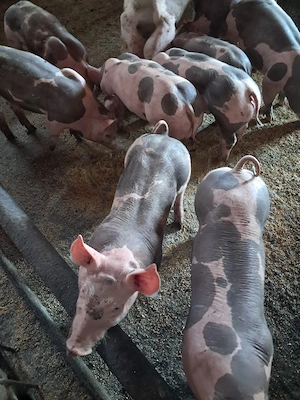 Purcei landrace si pietrain de vanzare