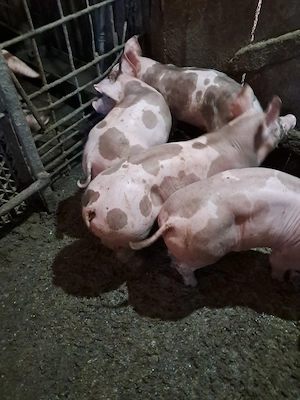 Purcei landrace si pietrain de vanzare - imagine 5