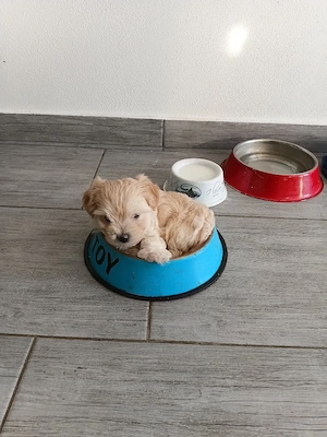 Bichon maltez