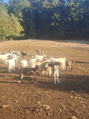 Vând ieduțe si țăpici 