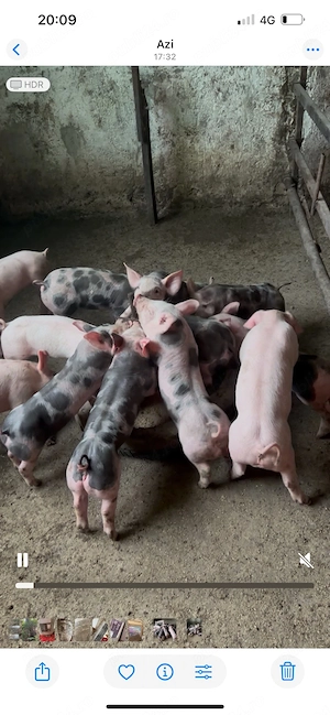 de vinzare purcei intarcati de 5 saptamini 