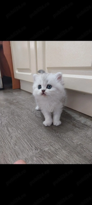 British chinchilla shorthair silver  - imagine 2