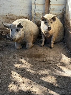 Porci Mangalita 80-150kg 