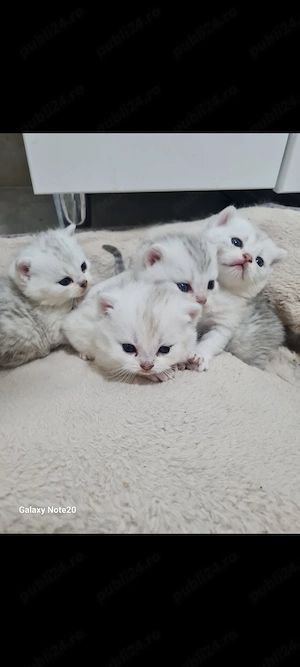 British chinchilla shorthair silver  - imagine 3