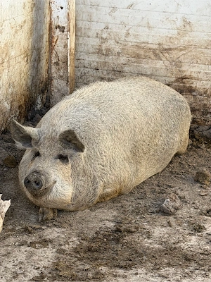 Porci Mangalita 80-150kg 