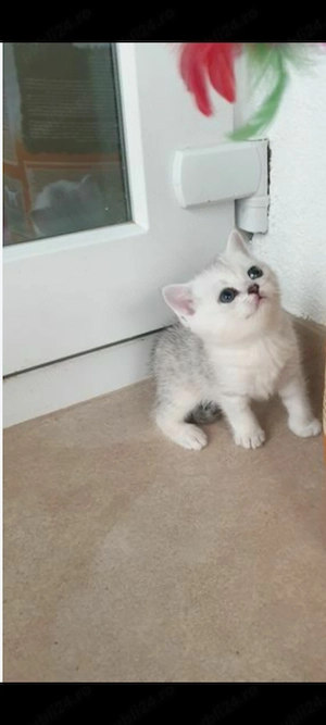 British chinchilla shorthair silver  - imagine 5