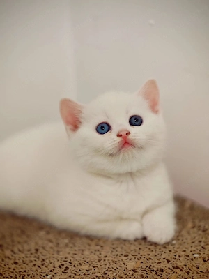 Fetita british shorthair white cu ochi diferiti - imagine 4