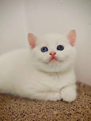 Fetita british shorthair white cu ochi diferiti - imagine 3