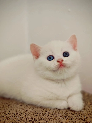 Fetita british shorthair white cu ochi diferiti - imagine 5