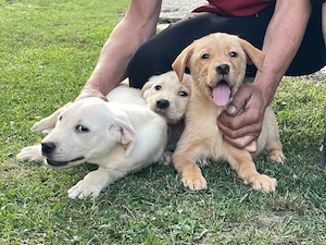 Labradori retriever - imagine 5