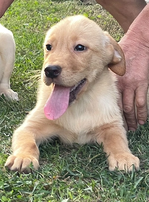 Labradori retriever - imagine 4