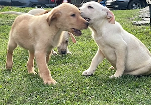 Labradori retriever - imagine 2