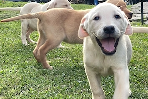Labradori retriever