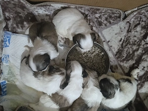 De vânzare căței shih tzu