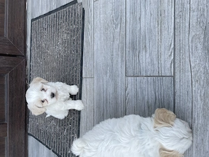 Femele bichon maltez - imagine 3