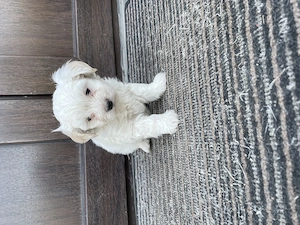 Femele bichon maltez - imagine 4