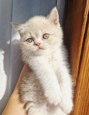 Exotic Shorthair Persana  2 Băieței   - imagine 4
