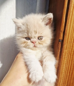 Exotic Shorthair Persana  2 Băieței   - imagine 5