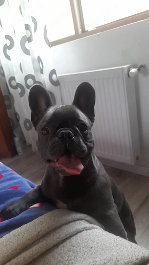Vând bulldog francez  - imagine 2