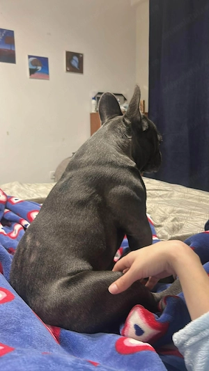 Vând buldog francez frumusel