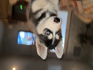 Puiuti husky - imagine 2