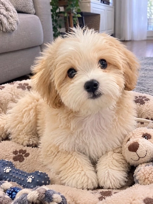 Maltipoo 850 lei  fetita