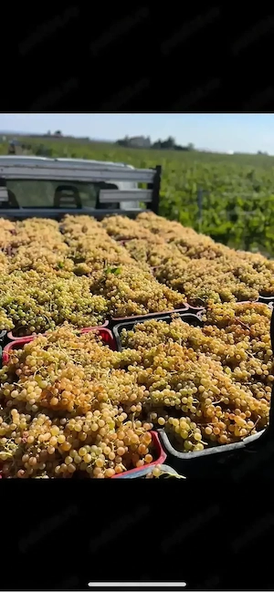 struguri de vin PRODUCĂTOR
