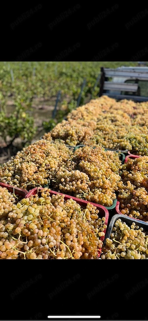 struguri de vin producator