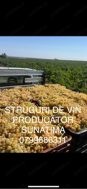 struguri de vin PRODUCĂTOR